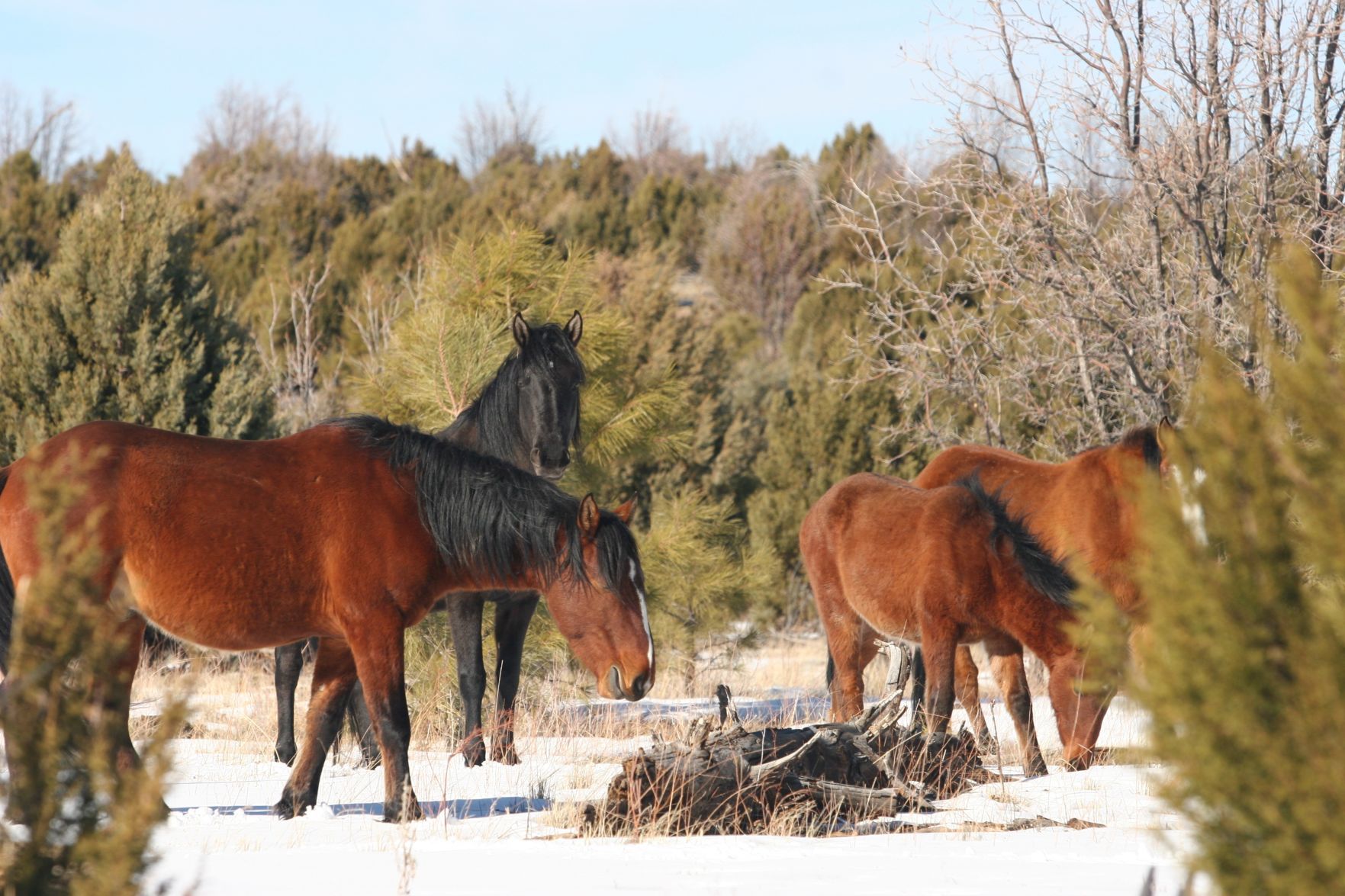 Wild horse deaths prompt questions at community meeting